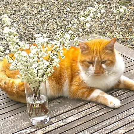 Bed & Breakfast Rue De La Fontaine Plaisance (Aveyron)